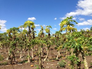 3edc8-papayaguanica1