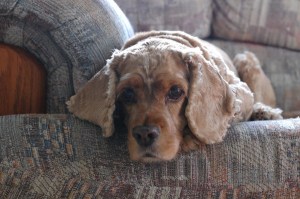 Scarlet, my 15 year old GMO eating dog who is still alive!