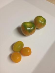 tomatoes