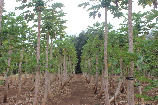 The Last Farmer&nbsp;Standing